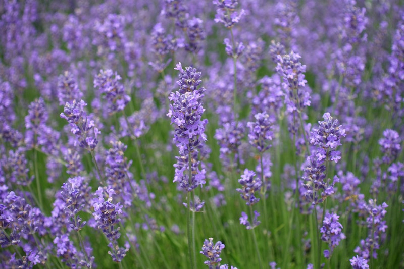 Hooggroeiende lavendel soort- langbloeiend - winterhard